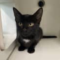 Photo of Midnight