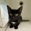 Photo of Midnight