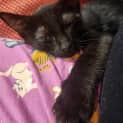 Photo of Poppy
