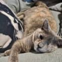Photo of Pepper