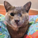 Photo of Pepper