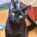 Photo of Astro