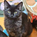 Photo of Sylvester