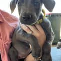 Photo of Scout (Jd2)