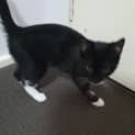Photo of Bek 3 Month Old Domestic Short Hair (Trial)