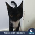 Photo of Bek 3 Month Old Domestic Short Hair (Trial)