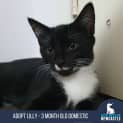 Photo of Lilly 3 Month Old Domestic Short Hair (Trial)