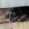 Photo of Lizzie 10 Week Old Kelpie X (Trial)