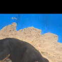 Photo of Lizzie 10 Week Old Kelpie X (Trial)