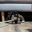 Photo of Lizzie 10 Week Old Kelpie X (Trial)