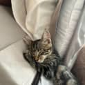 Photo of Luna 12 Week Old Domestic Short Hair (Trial)