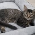 Photo of Sesame