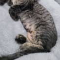 Photo of Sesame