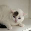Photo of Tango