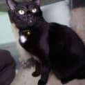 Photo of Ollie