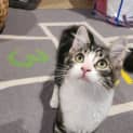 Photo of Pickle