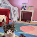 Photo of Pickle
