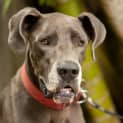 Photo of Duke