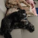 Photo of Twizzle & Dizzle
