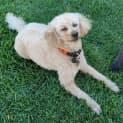 Photo of Twizzle & Dizzle
