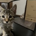 Photo of Chilli