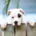 Photo of Rosie