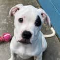 Photo of Rosie