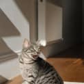 Photo of Luna