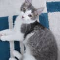 Photo of Jasper