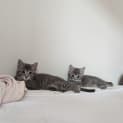 Photo of Custard & Jelly