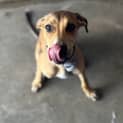 Photo of Josie