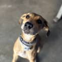 Photo of Josie