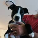 Photo of Bobby Joe 10 Week Old Staffy X (Trial)