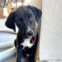 Photo of Cookie (Jd3)