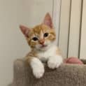 Photo of Frosties