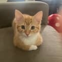 Photo of Clover