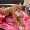 Photo of Clover