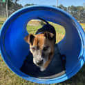Photo of Rosie
