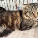 Photo of Brownie 