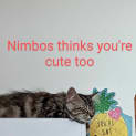 Photo of Nimbos