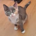 Photo of Sahara