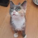 Photo of Sahara