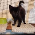 Photo of Salem ** 2nd Chance Cat Rescue**