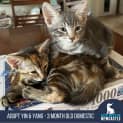 Photo of Yin & Yang 3 Month Old Domestic Short Hair (Tria