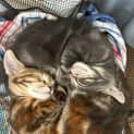 Photo of Yin & Yang 3 Month Old Domestic Short Hair (Tria