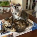 Photo of Yin & Yang 3 Month Old Domestic Short Hair (Tria