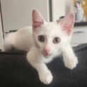 Photo of Tofu
