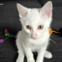 Photo of Tofu