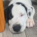 Photo of Spot