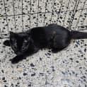 Photo of Pebbles